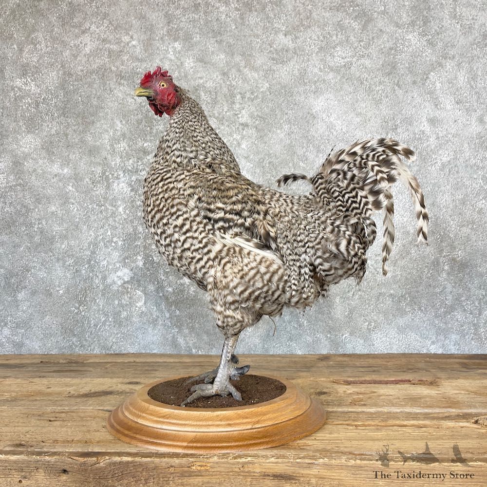 Domestic Chicken Rooster Bird Mount For Sale #26659 @ The Taxidermy Store