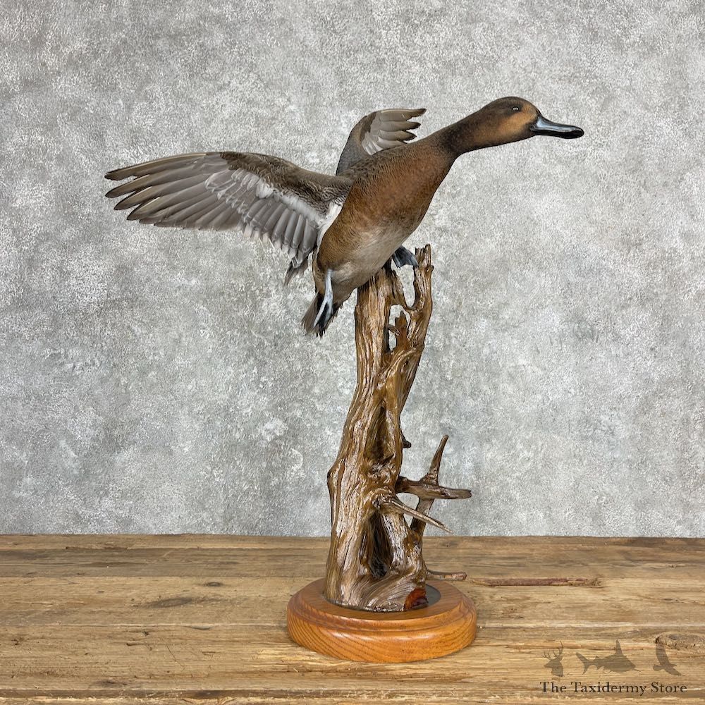 Pintail/Wigeon Cross Duck Bird Mount For Sale #26995 @ The Taxidermy Store