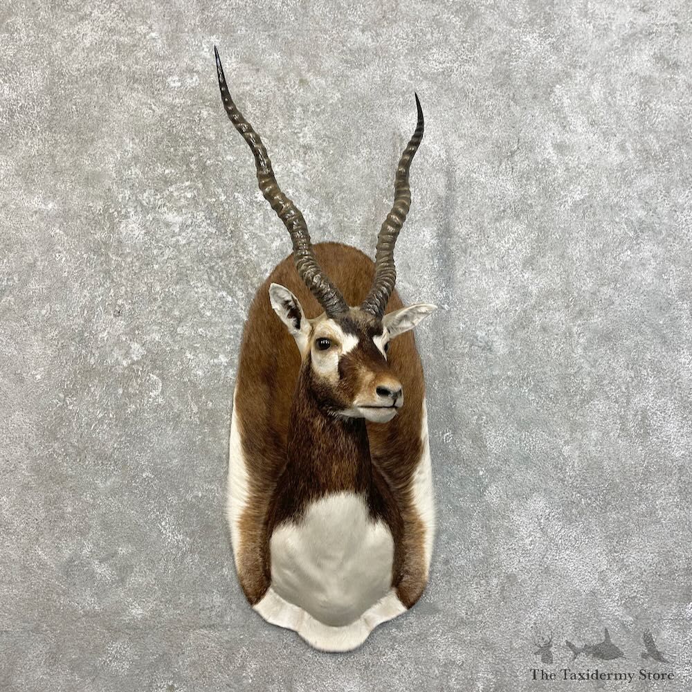 India Blackbuck Shoulder Mount For Sale #27468 @ The Taxidermy Store