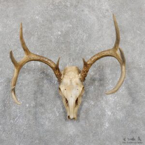 Whitetail Deer Skull European Mount For Sale #19511 @ The Taxidermy Store