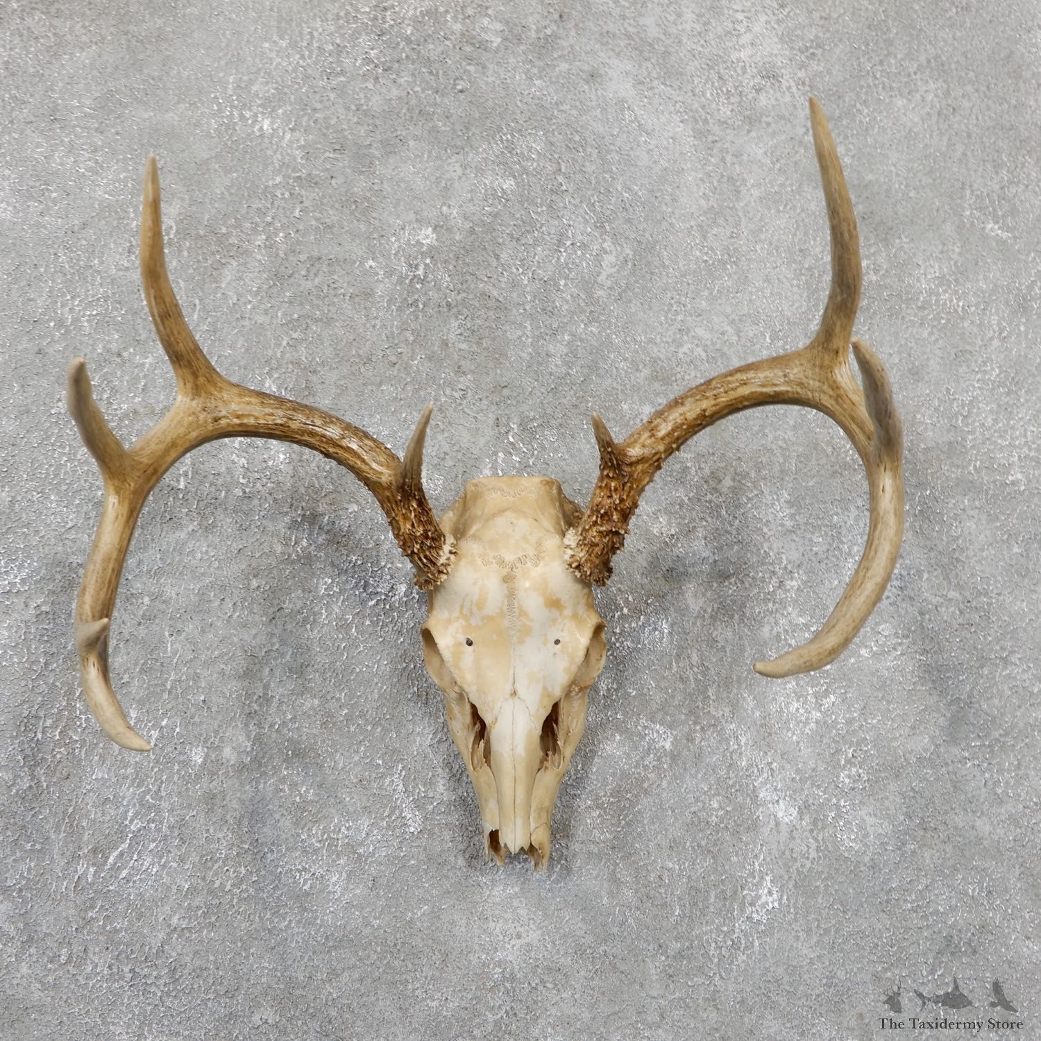 Whitetail Deer Skull European Mount For Sale #19511 @ The Taxidermy Store