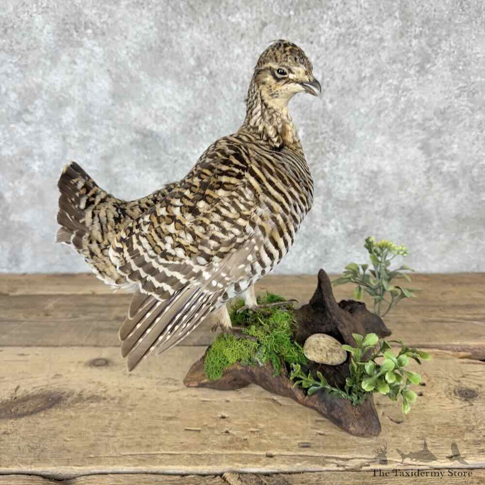 Greater Prairie Chicken Bird Mount For Sale #32291 @ The Taxidermy Store