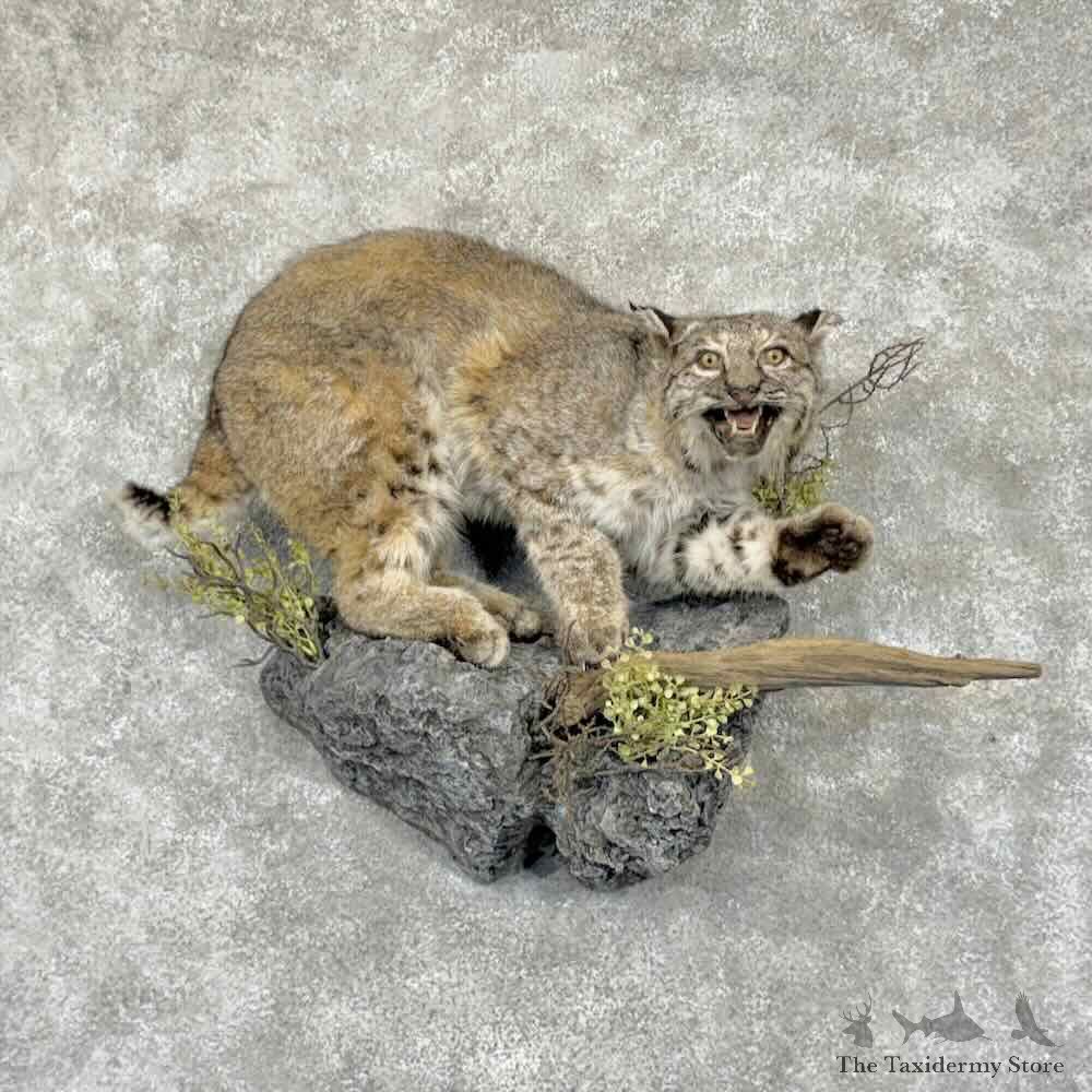 Bobcat Life-Size Mount For Sale #31556 @ The Taxidermy Store