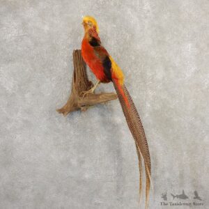 Red Golden Pheasant Bird Mount For Sale #20792 @ The Taxidermy Store