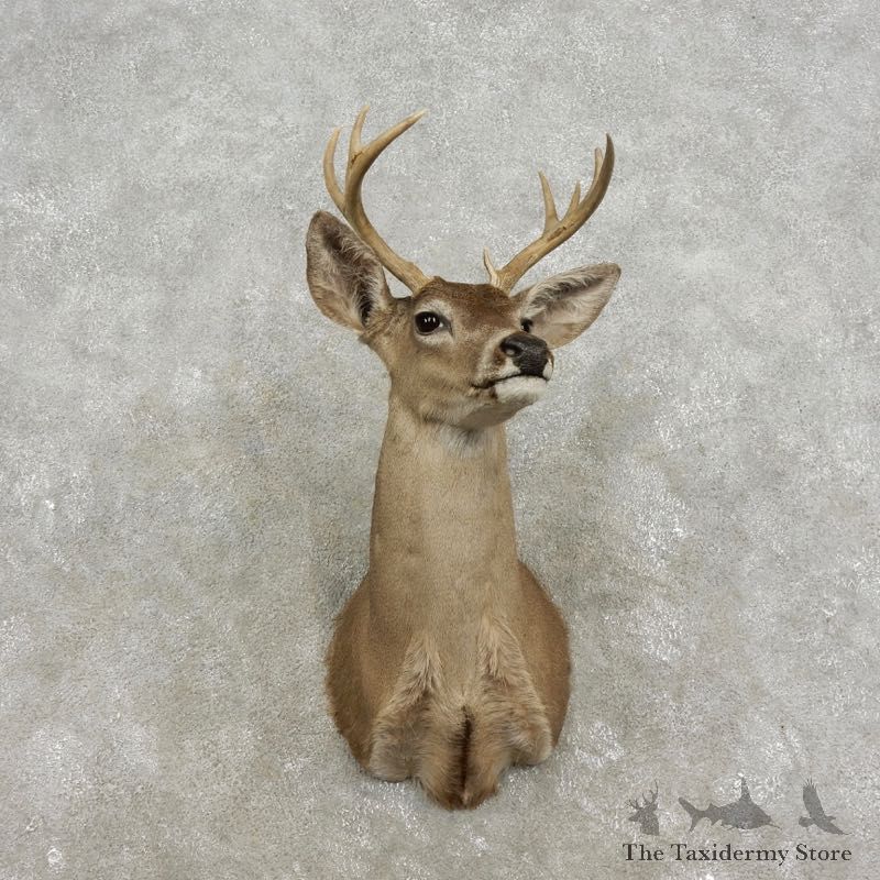 Coues Deer Shoulder Mount For Sale #17332 @ The Taxidermy Store