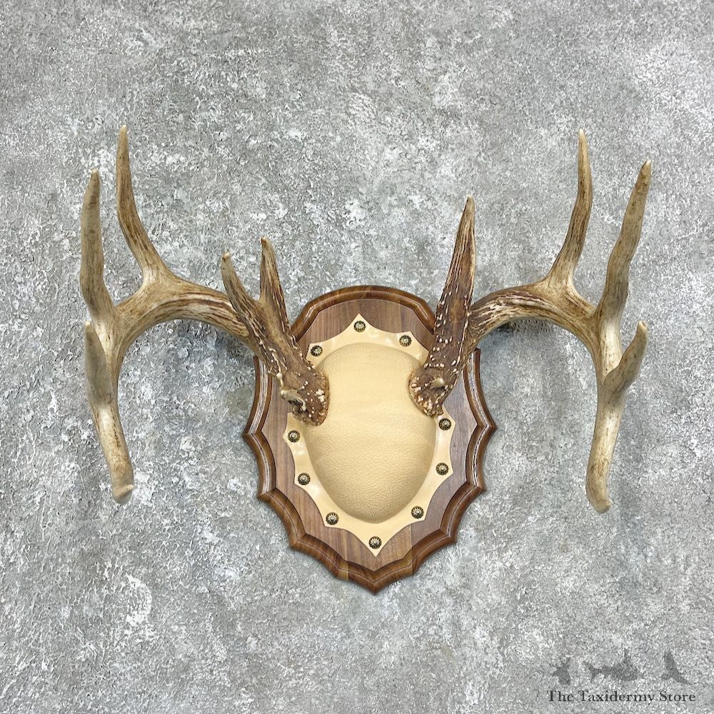 Whitetail Deer Antler Plaque Mount For Sale #25894 @ The Taxidermy Store