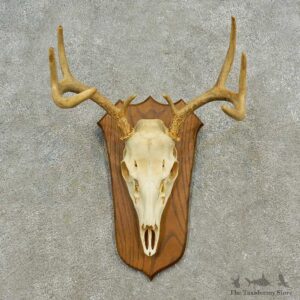 Whitetail Deer Skull European Mount For Sale #16588 @ The Taxidermy Store
