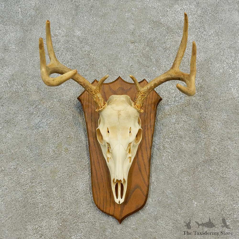 Whitetail Deer Skull European Mount For Sale #16588 @ The Taxidermy Store