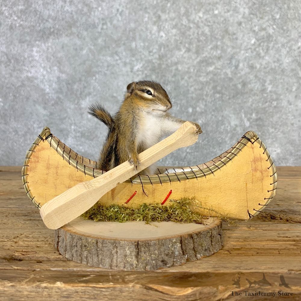 Canoe Chipmunk Novelty Mount For Sale #23247 @ The Taxidermy Store