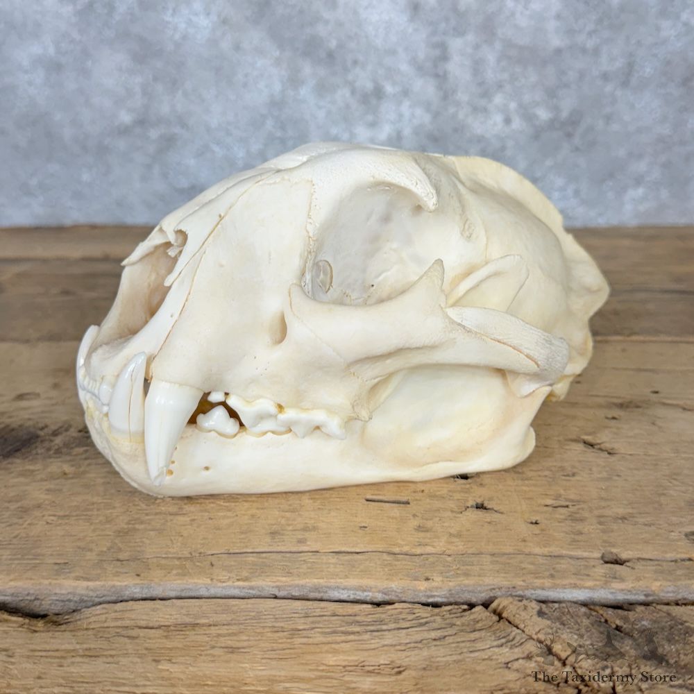 Mountain Lion Cougar Full Skull For Sale #29535 @ The Taxidermy Store