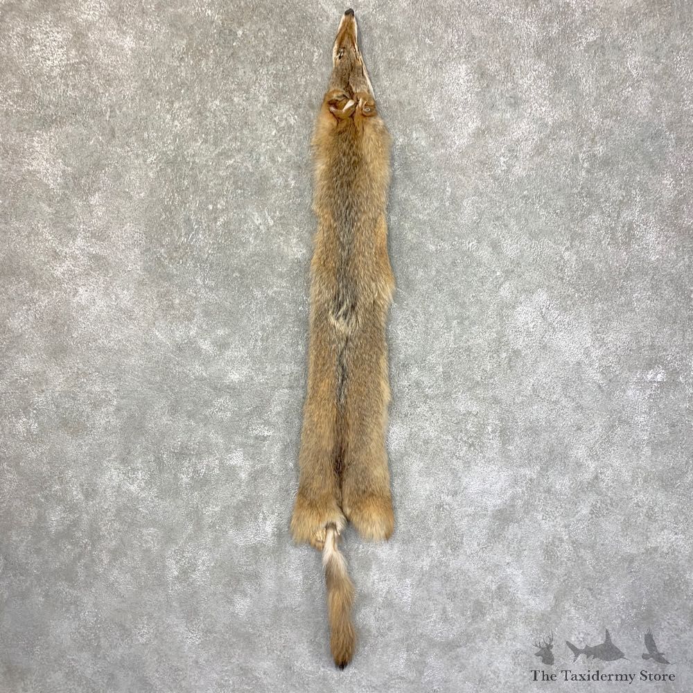 Coyote Tanned Hide For Sale #22757 @ The Taxidermy Store