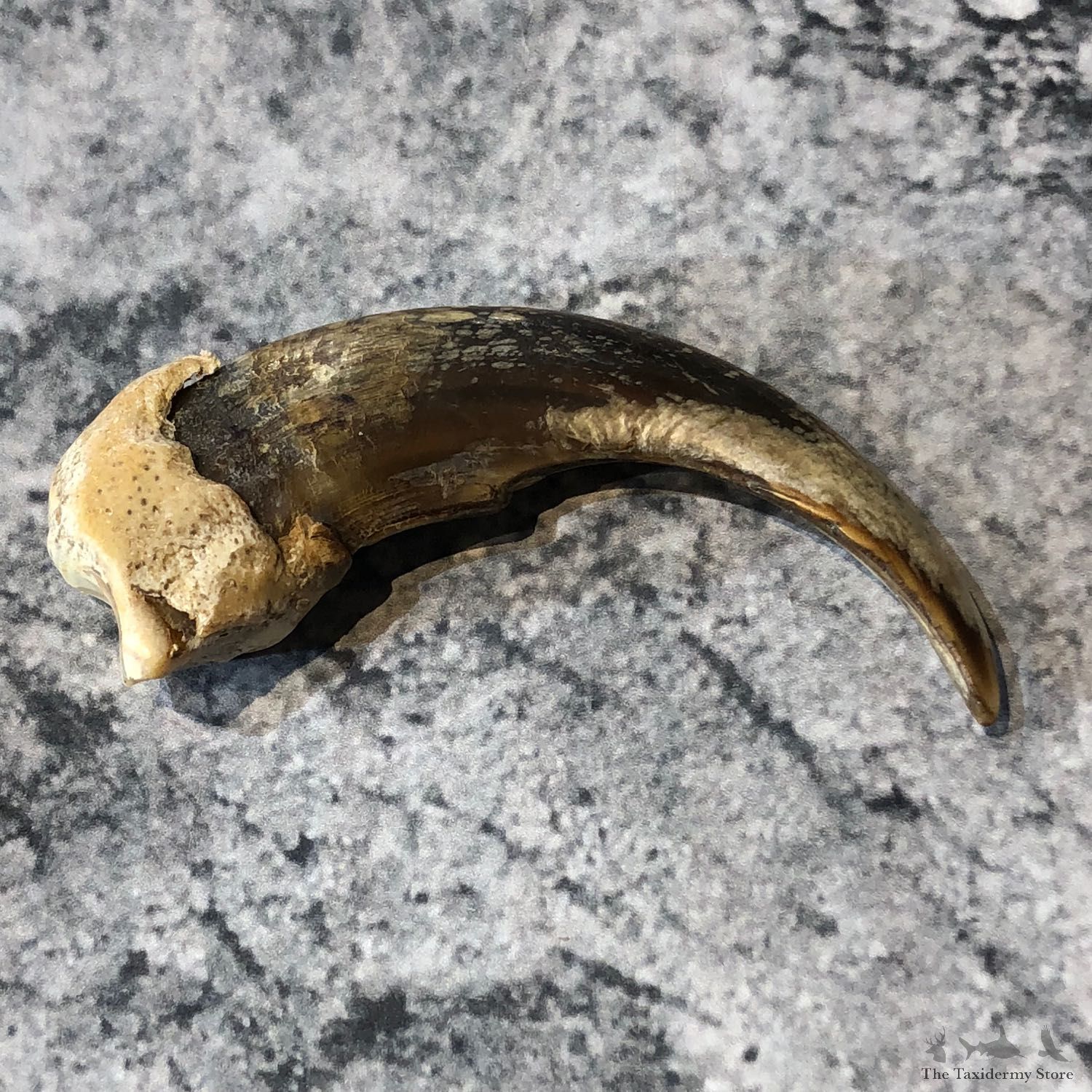 Grizzly Bear Claw For Sale #19620 @ The Taxidermy Store