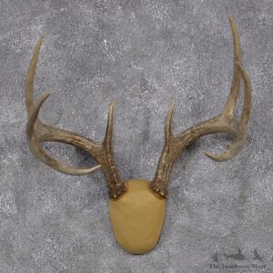 Whitetail Deer Taxidermy Leather Antler Mount #12429 For Sale @ The Taxidermy Store
