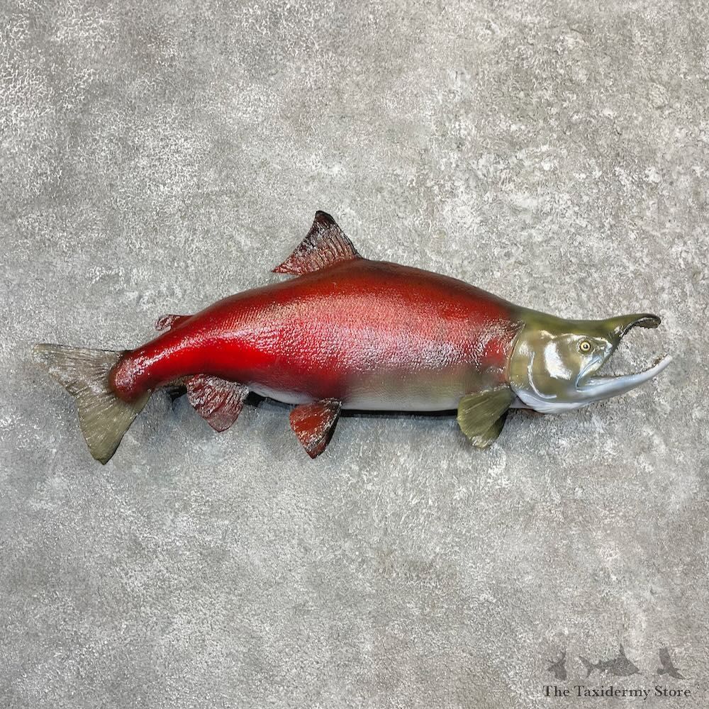 Reproduction Sockeye Salmon Fish Mount For Sale #27222 @ The Taxidermy Store