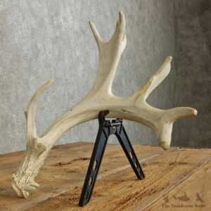 Whitetail Deer Antler Shed For Sale #16031 @ The Taxidermy Store