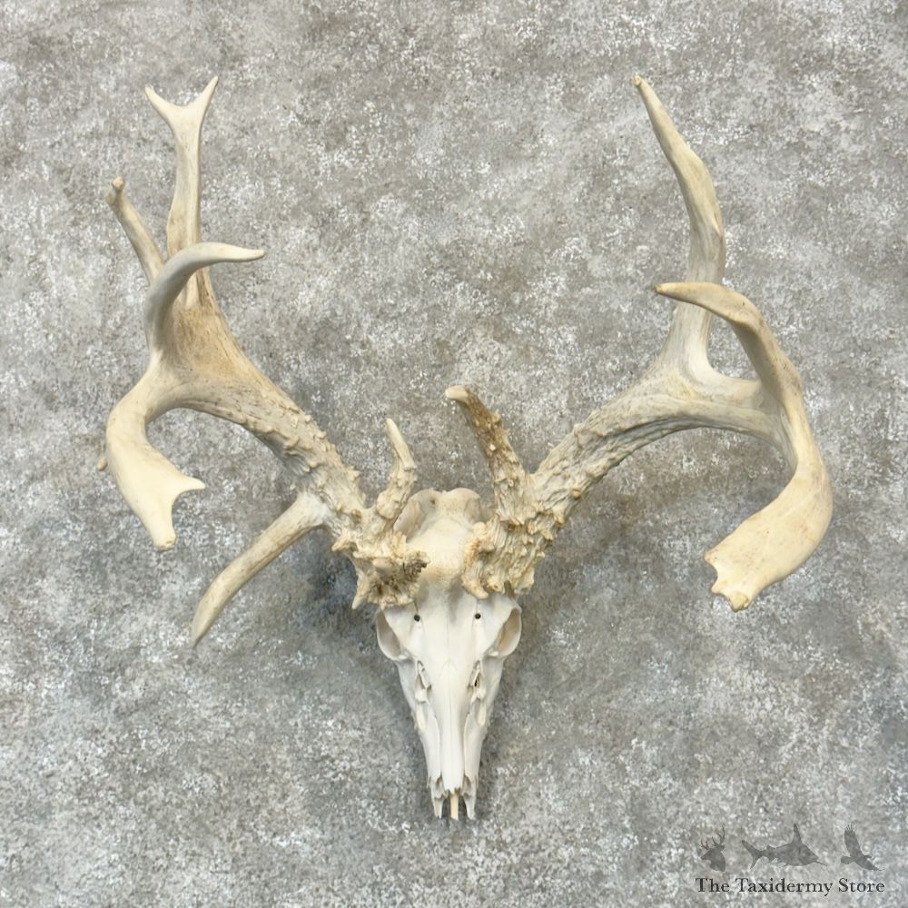 Whitetail Deer Skull European Mount For Sale #29781 @ The Taxidermy Store