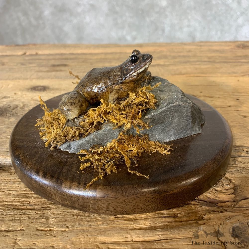 Bullfrog Taxidermy Mount For Sale #21364 @ The Taxidermy Store