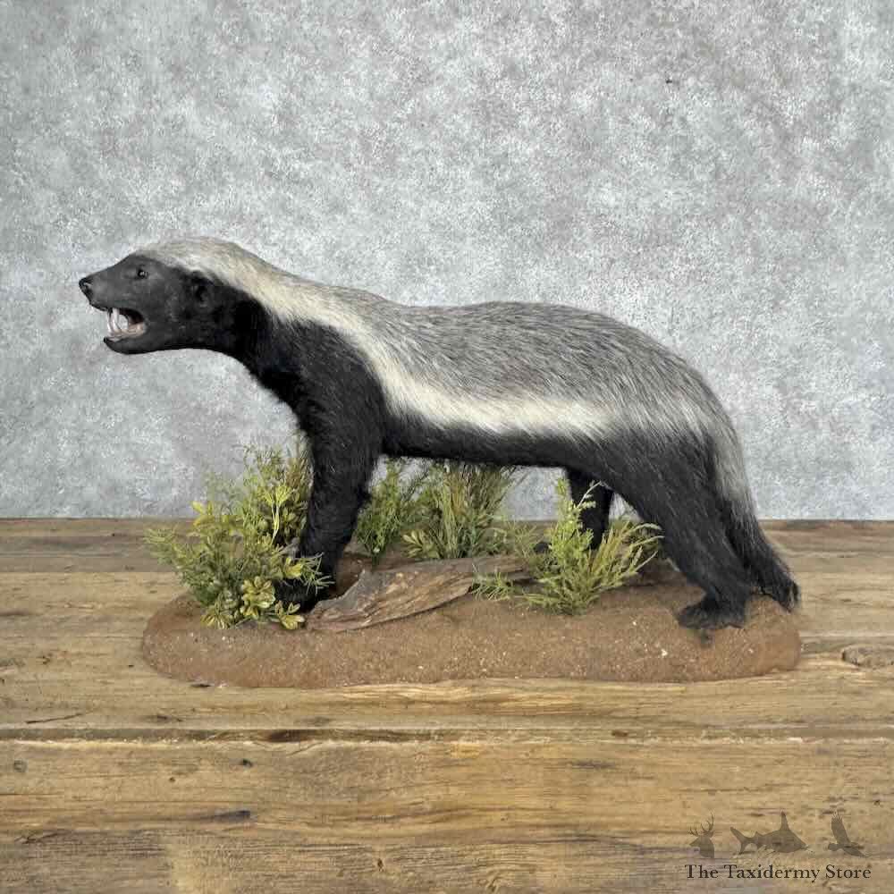Honey Badger Life-Size Mount For Sale #32046 @ The Taxidermy Store