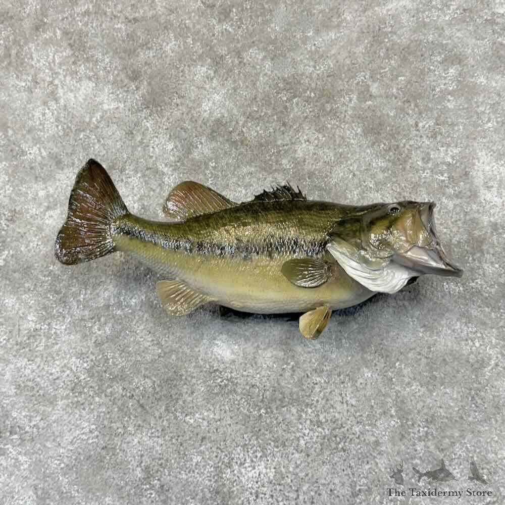 Largemouth Bass Fish Mount For Sale #30898 @ The Taxidermy Store