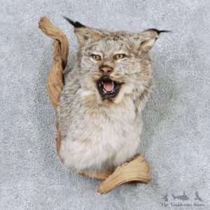 Alaskan Lynx Shoulder Mount For Sale #13898 For Sale @ The Taxidermy Store