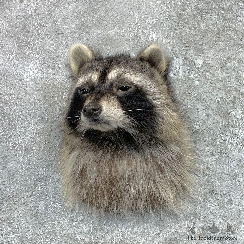 Raccoon Shoulder Mount For Sale #23064 @ The Taxidermy Store