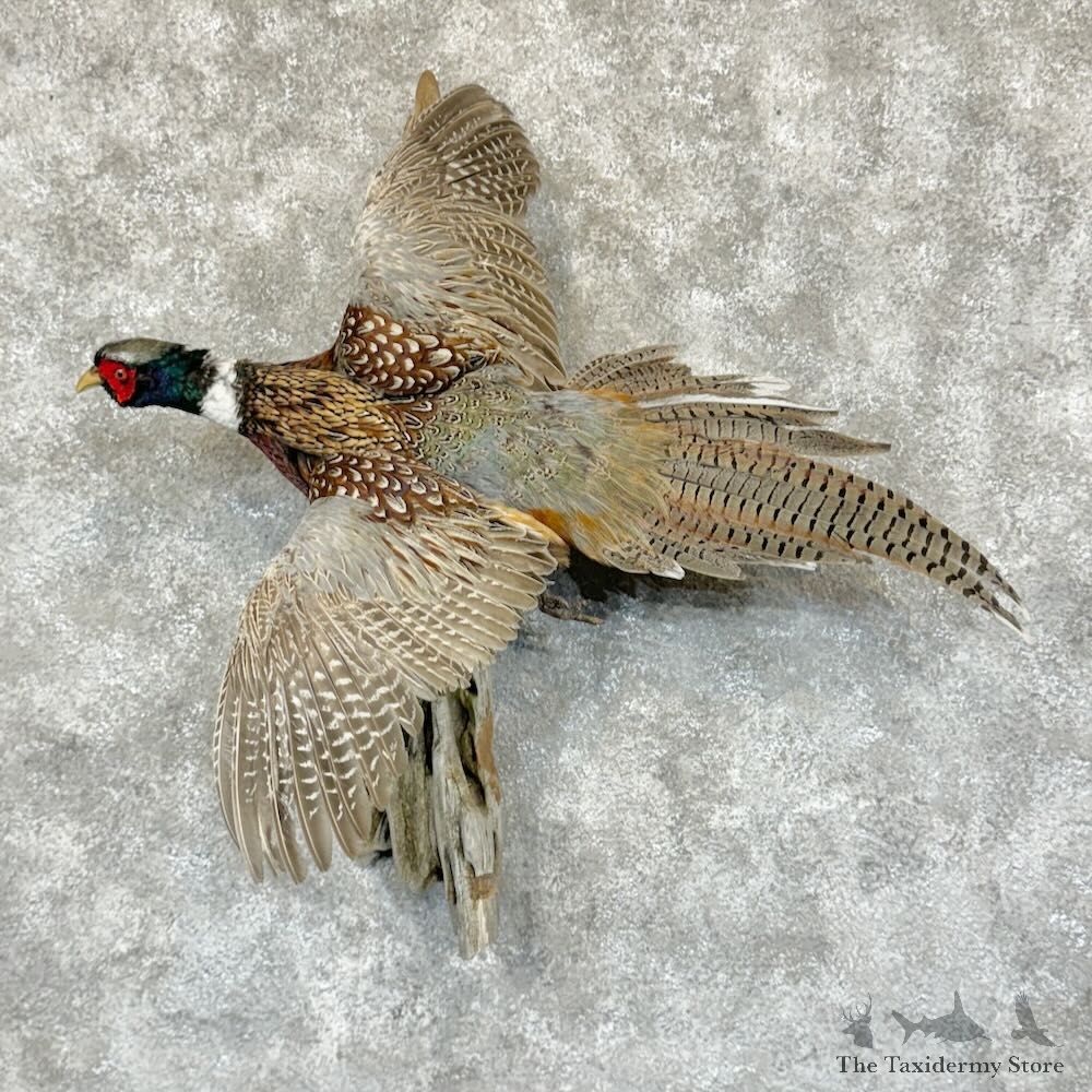 Ringneck Pheasant Bird Mount For Sale #29150 @ The Taxidermy Store