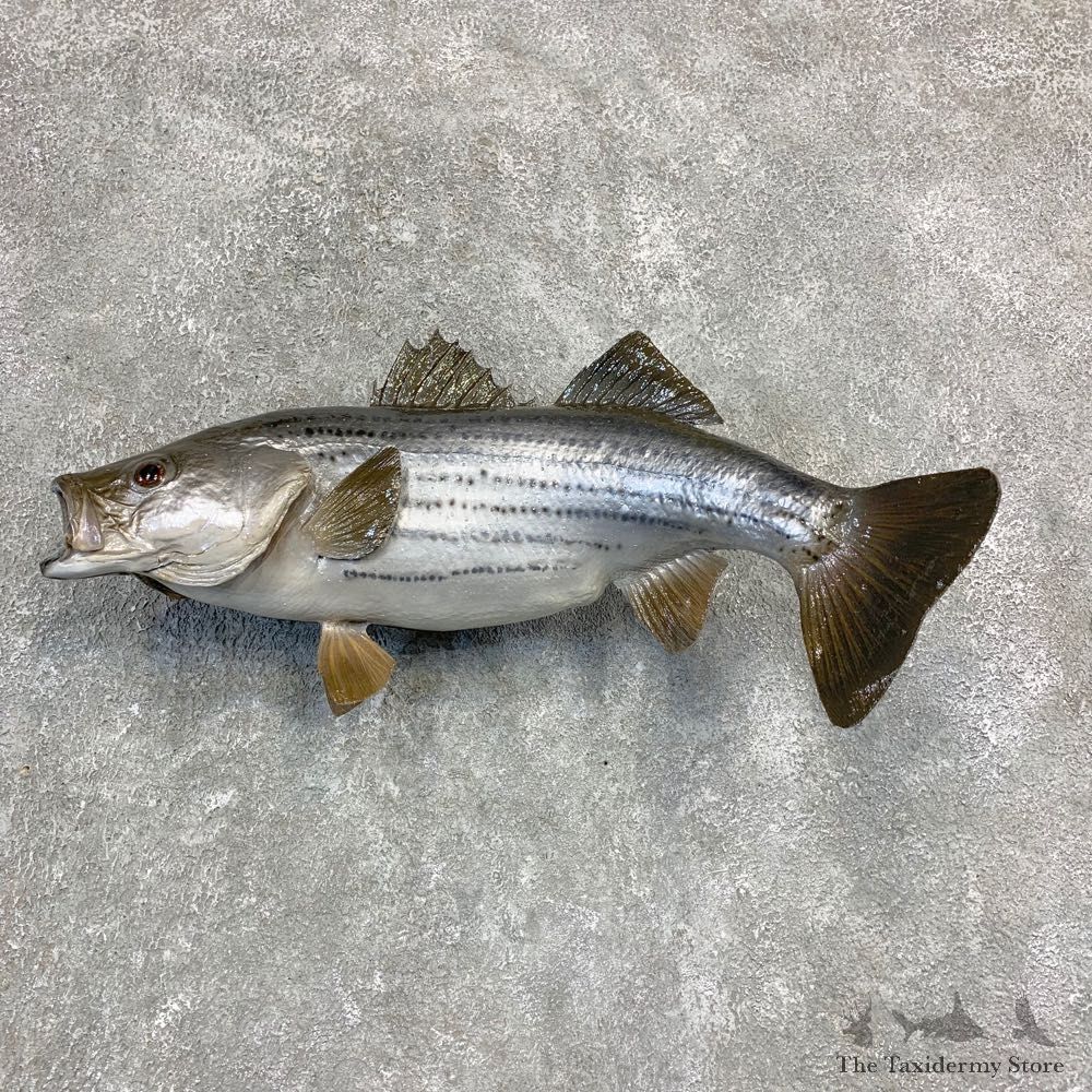 Wiper Taxidermy Fish Mount For Sale #21853 @ The Taxidermy Store