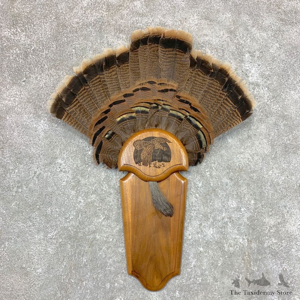 Eastern Wild Turkey Fan For Sale #23626 @ The Taxidermy Store