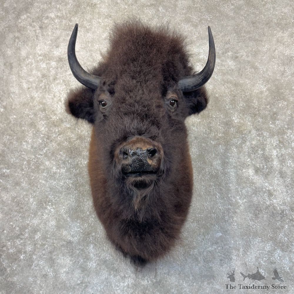 American Buffalo Bison Shoulder Mount For Sale #30044 @ The Taxidermy Store