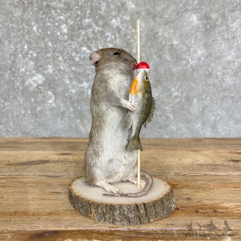Fishing Rat Novelty Mount For Sale #26379 @ The Taxidermy Store