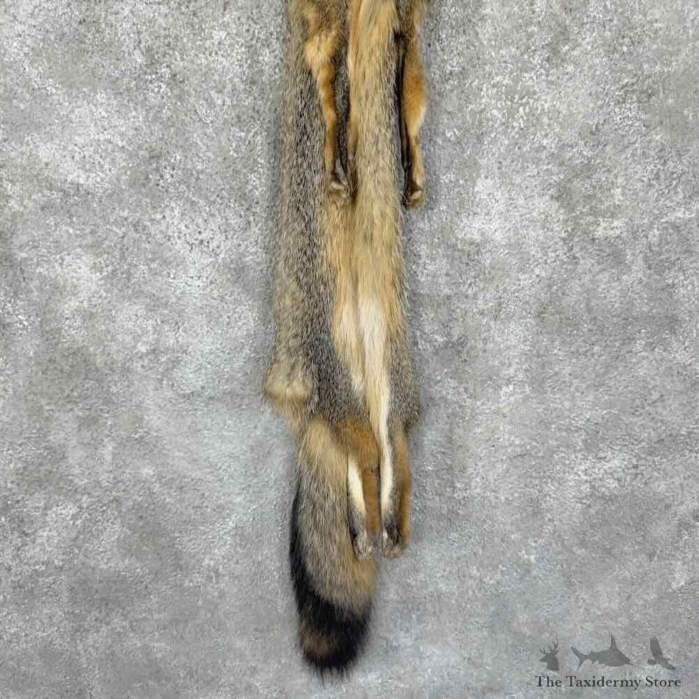 Grey Fox Tanned Hide For Sale #30958 @ The Taxidermy Store