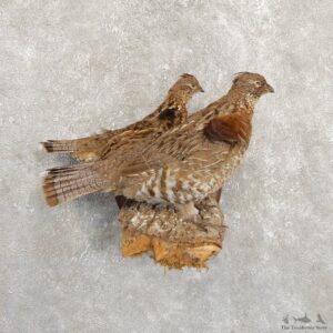 Ruffed Grouse Bird Mount For Sale #19728 @ The Taxidermy Store