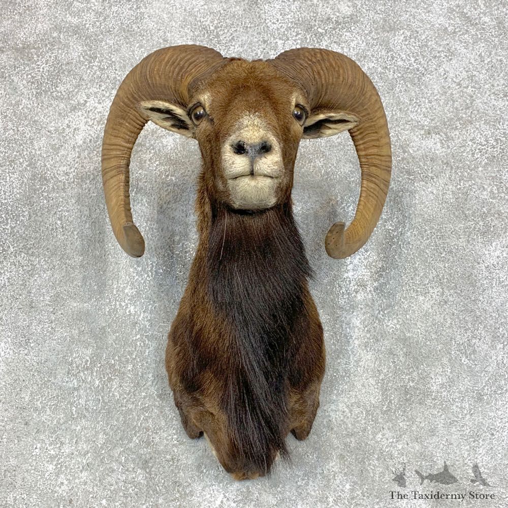 Mouflon Ram Shoulder Mount For Sale #21727 @ The Taxidermy Store