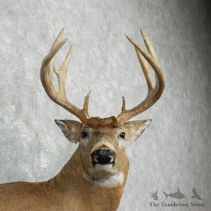 Whitetail Deer Shoulder Mount For Sale #18099 @ The Taxidermy Store