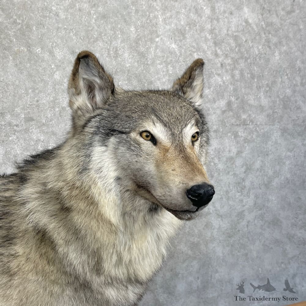 Alaskan Grey Wolf Life-Size Mount For Sale #27733 @ The Taxidermy Store