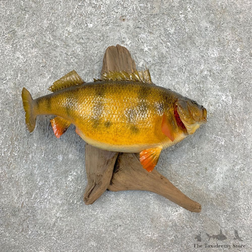 Yellow Perch Fish Mount For Sale #23368 @ The Taxidermy Store