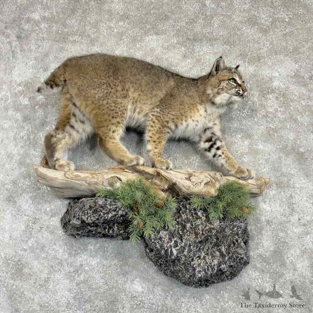 Bobcat Life-Size Mount For Sale #31021 @ The Taxidermy Store