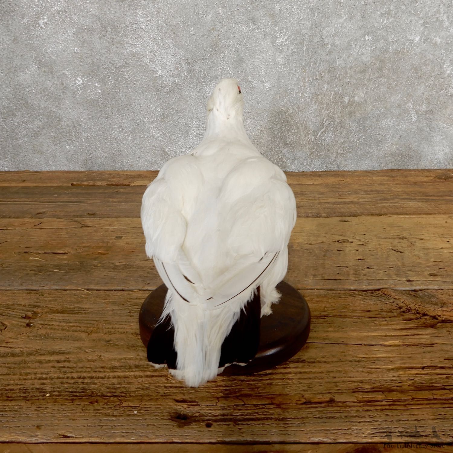 Ptarmigan Mount For Sale #19763 @ The Taxidermy Store