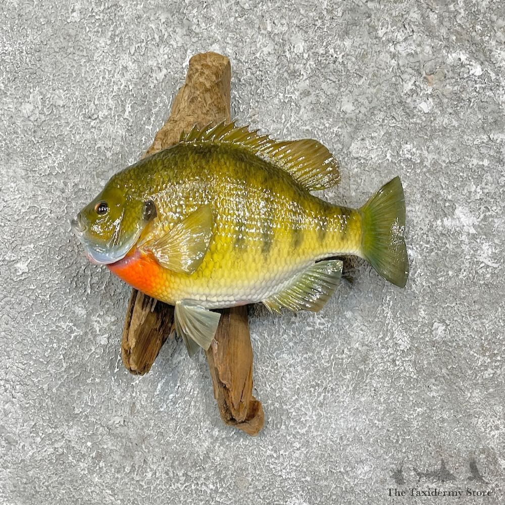 Bluegill Fish Mount For Sale #27385 @ The Taxidermy Store