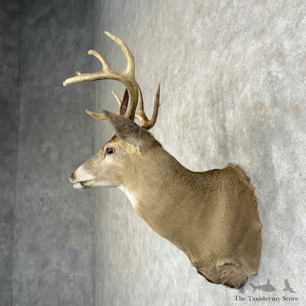 Whitetail Deer Shoulder Mount For Sale #31214 @ The Taxidermy Store