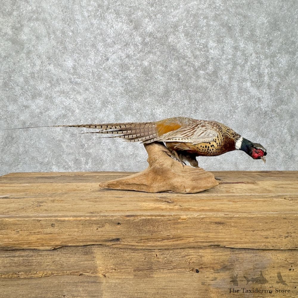 Ringneck Pheasant Bird Mount For Sale #30175 @ The Taxidermy Store