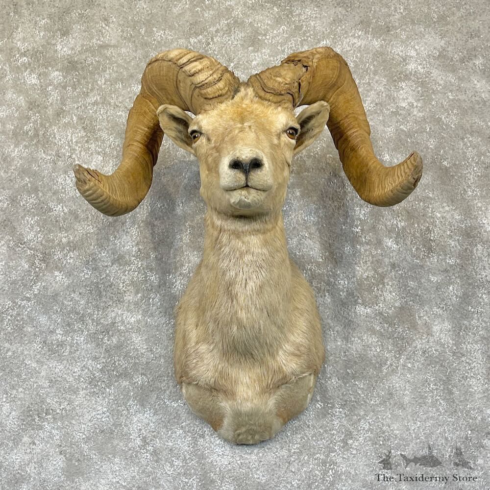 Desert Bighorn Sheep Shoulder Mount For Sale #28275 @ The Taxidermy Store