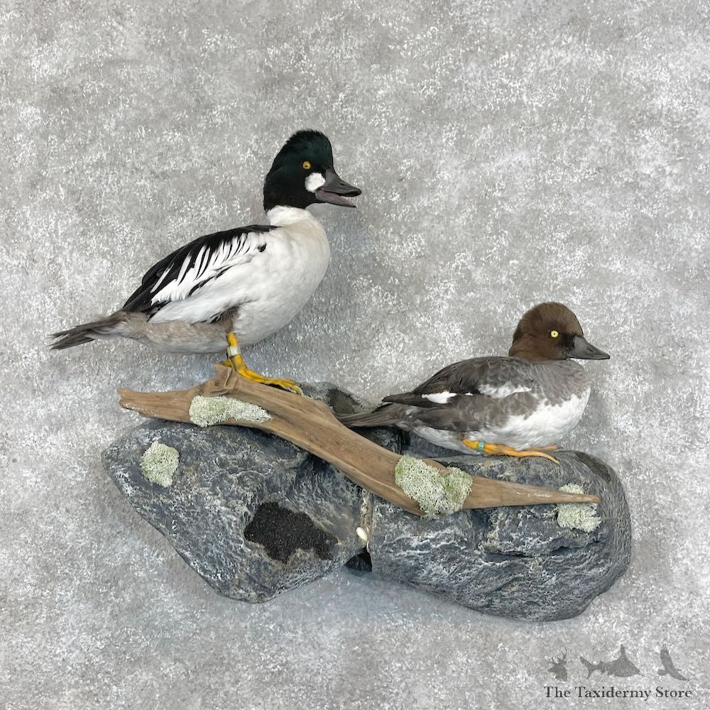 Common Goldeneye Pair Mount For Sale #28452 @The Taxidermy Store