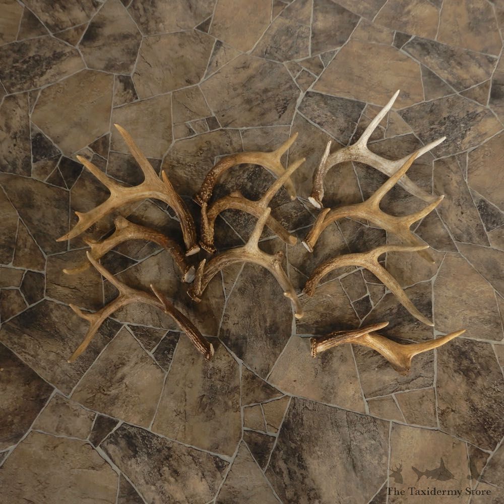 Whitetail Deer Antler Craft Pack For Sale #21329 @ The Taxidermy Store