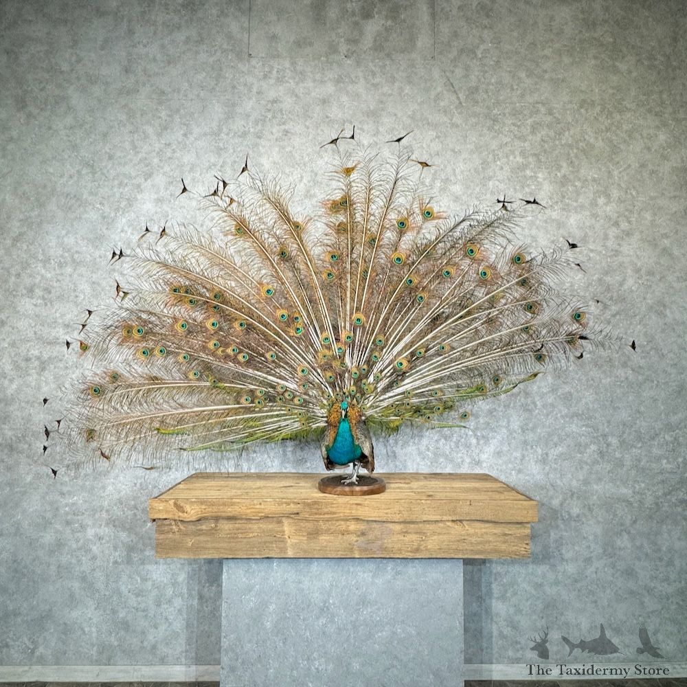 Blue Indian Peacock Bird Mount For Sale #29829 @ The Taxidermy Store
