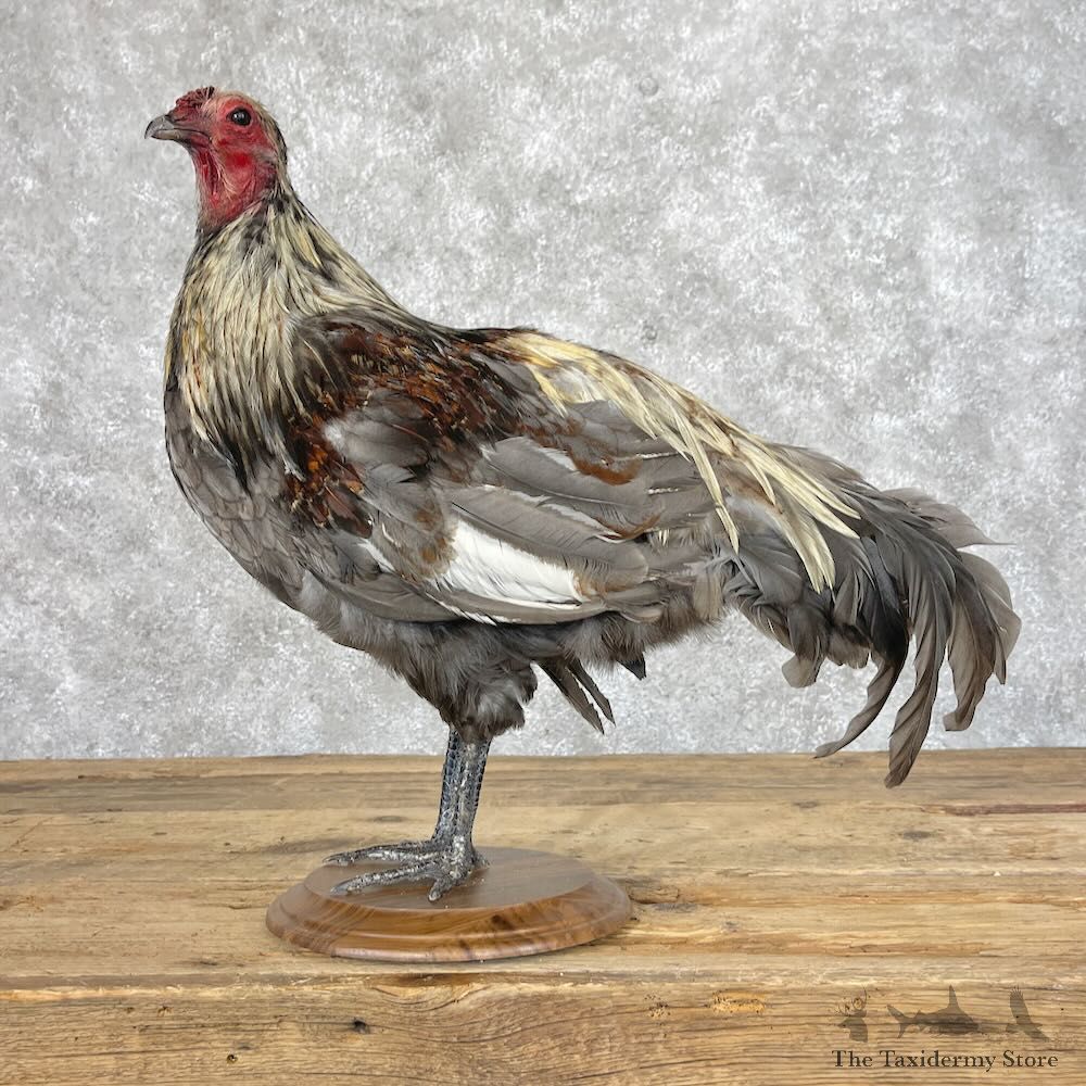 Domestic Chicken Bird Mount For Sale #28408 @ The Taxidermy Store
