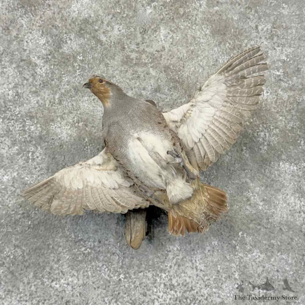 Hungarian Grey Partridge Mount For Sale #31955 @ The Taxidermy Store