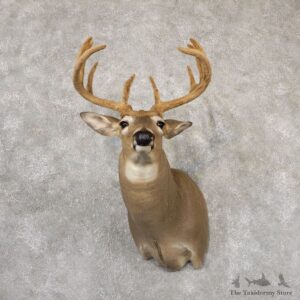 Whitetail Deer Shoulder Taxidermy Mount For Sale #18854 @ The Taxidermy Store.jpg
