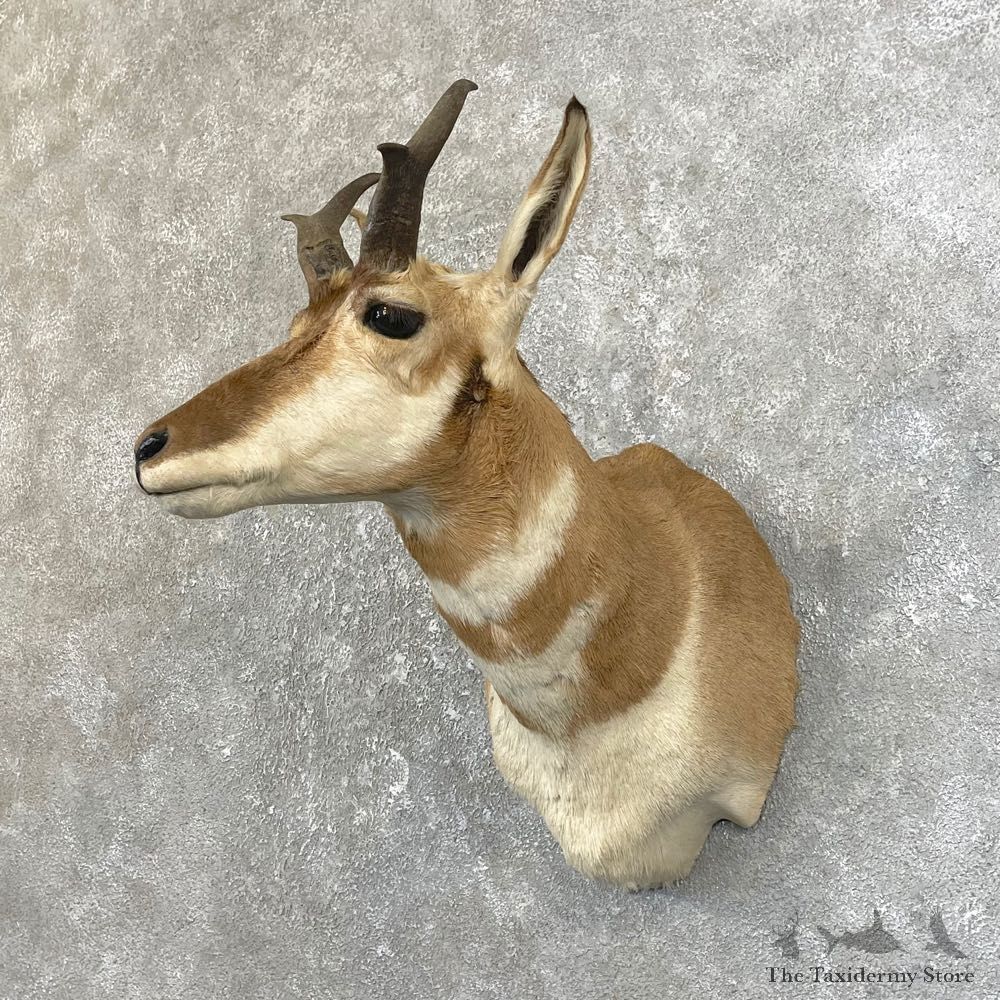 Pronghorn Taxidermy Shoulder Mount #25159 For Sale @ The Taxidermy Store