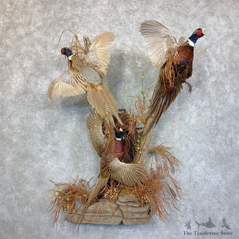Ringneck Pheasant Bird Scene For Sale #23585 @ The Taxidermy Store